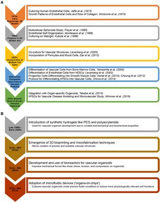 Blood vessels in a dish: the evolution, challenges, and potential of vascularized tissues and organoids